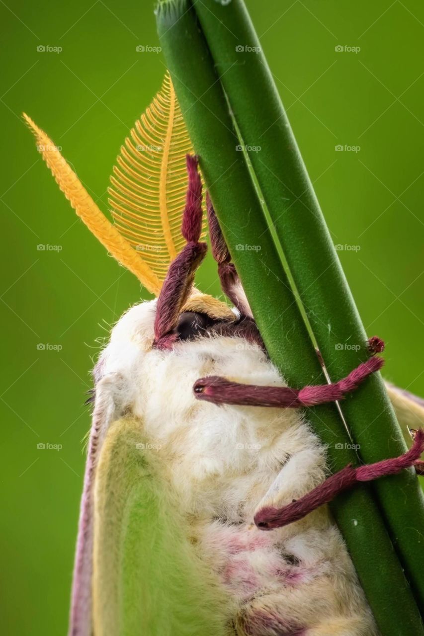 A male Luna Moth takes a final rest before embarking on his journey to find his love.