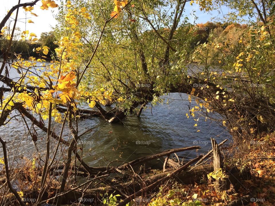 tree all in golden bright autumn foliage bent low above the water on a fine October day