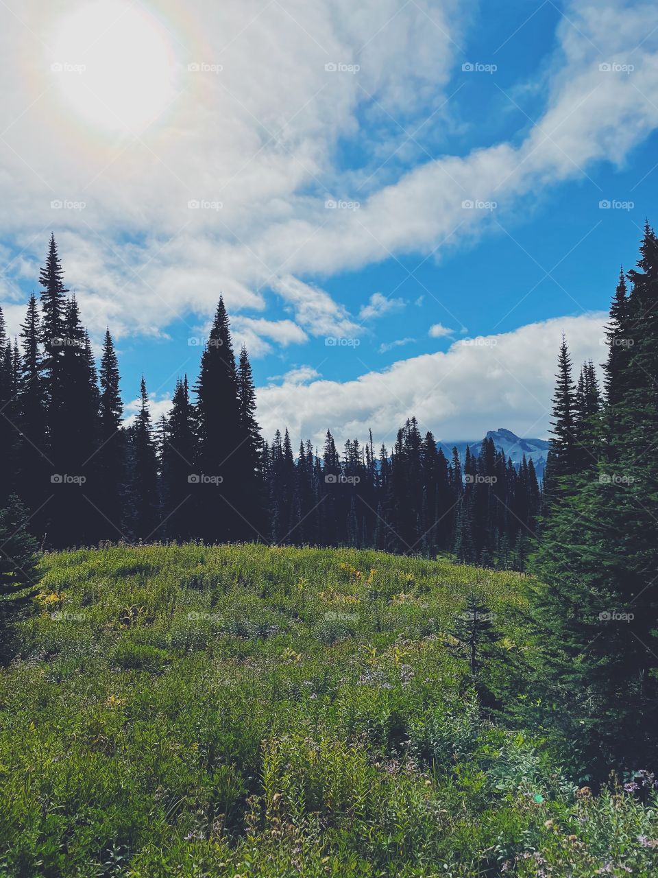 Blue sky with green forest in state park 