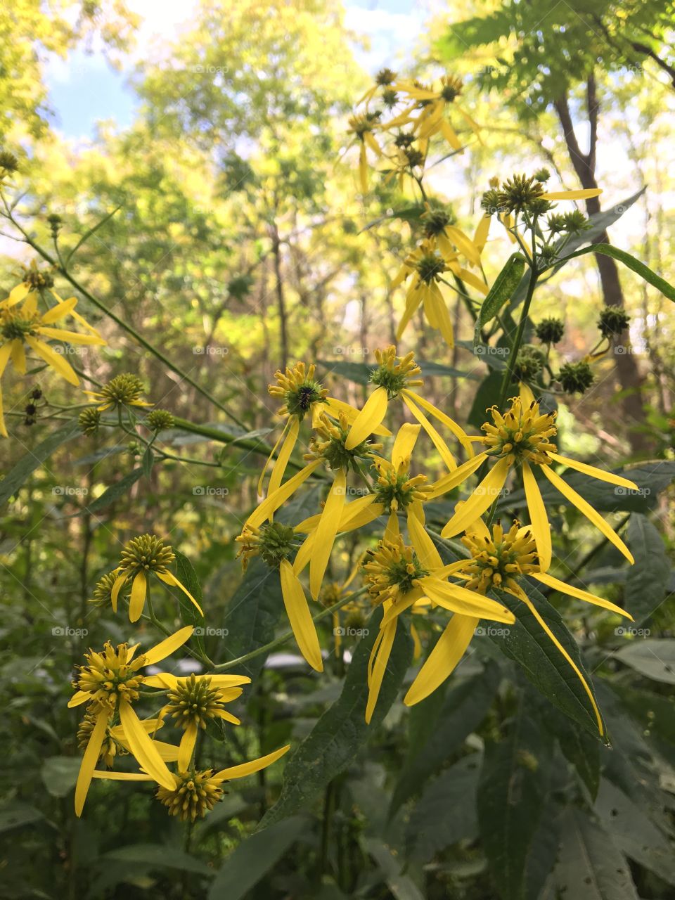 Yellow blooms