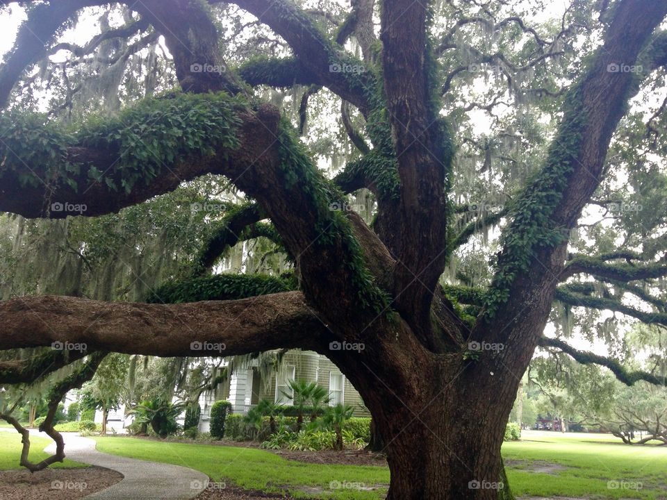 Interesting moss on tree.