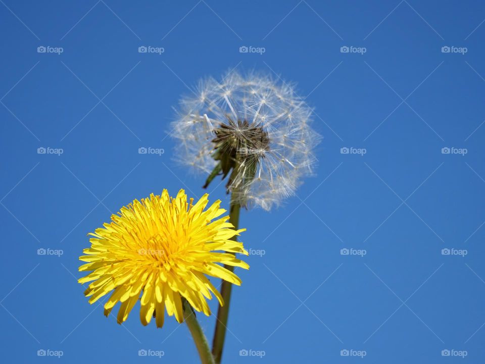 Dandelion flowers