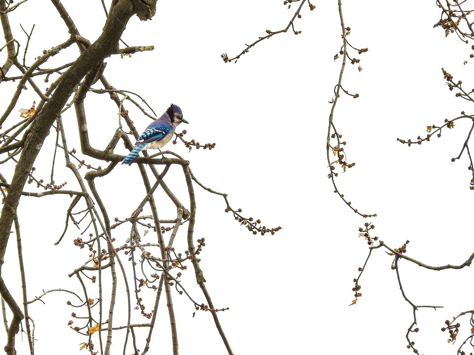 Bluejay In A Tree