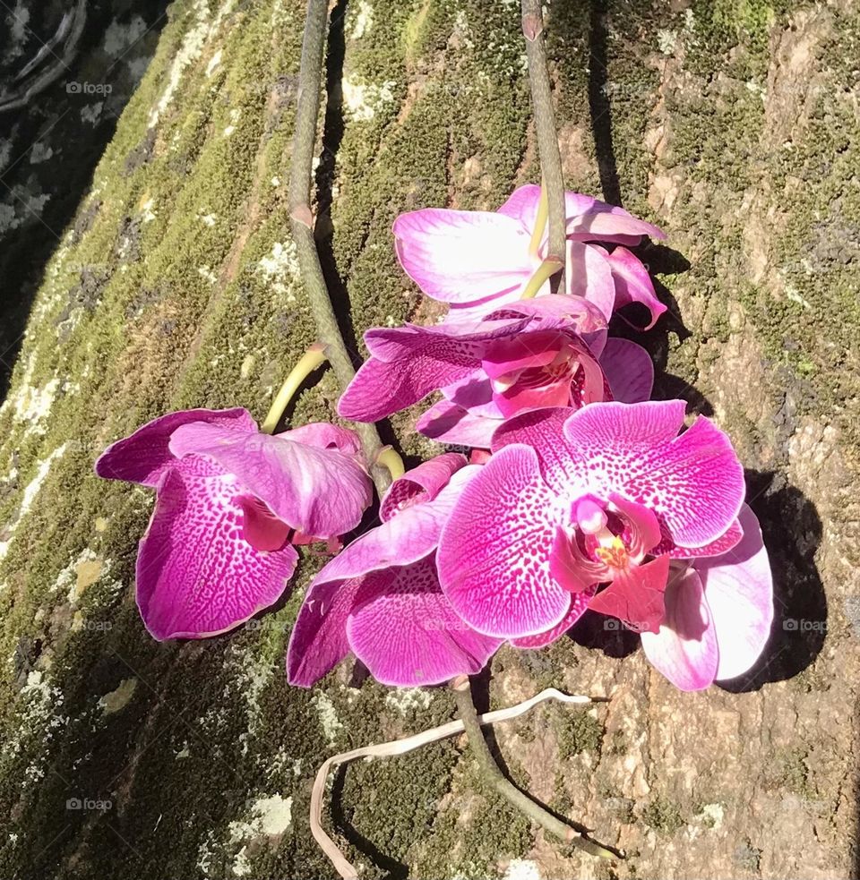 flowering orchid on a tree stem