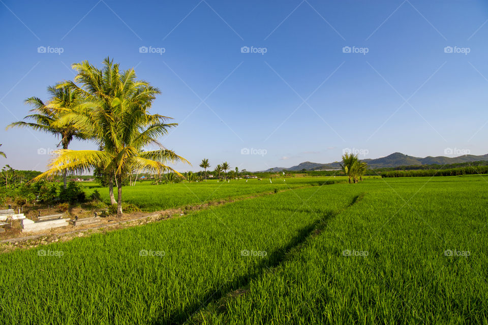 views of green rice fields and coconut trees