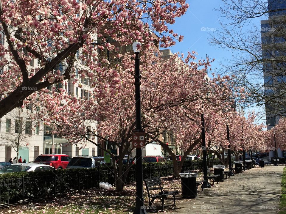 Cherry Blossoms. Cherry blossoms, Pennsylvania Avenue