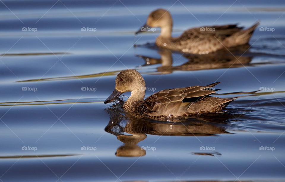 Grey Teal Ducks swimming on a po