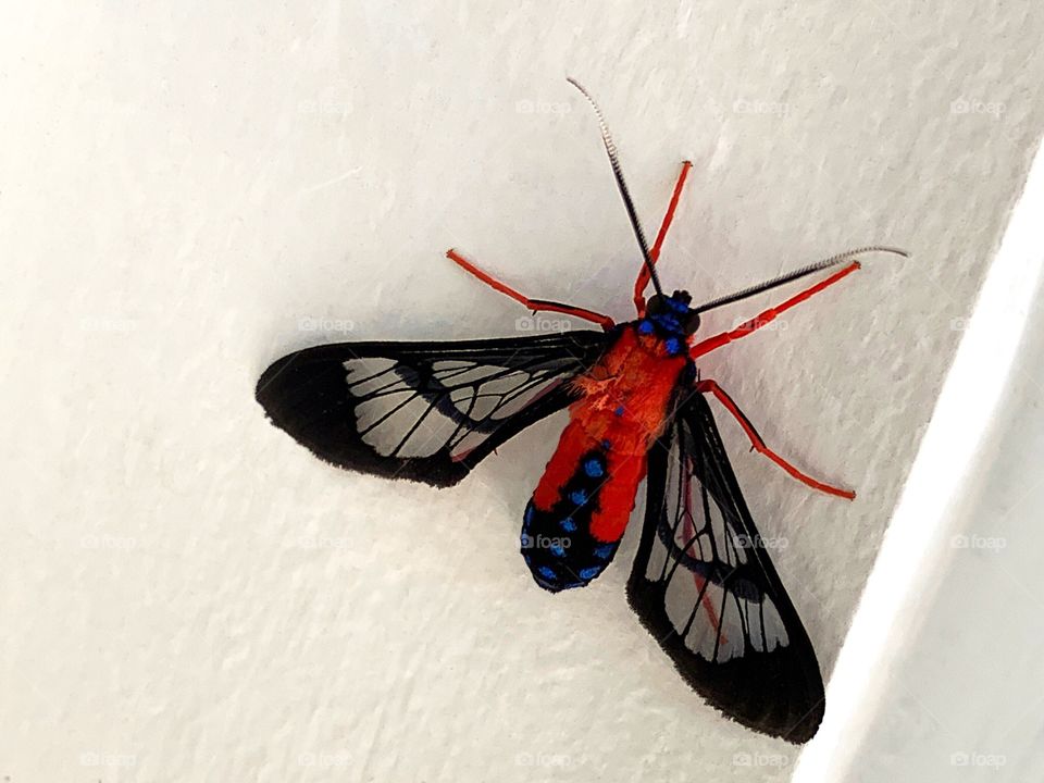 Beautiful red laced wing moth.