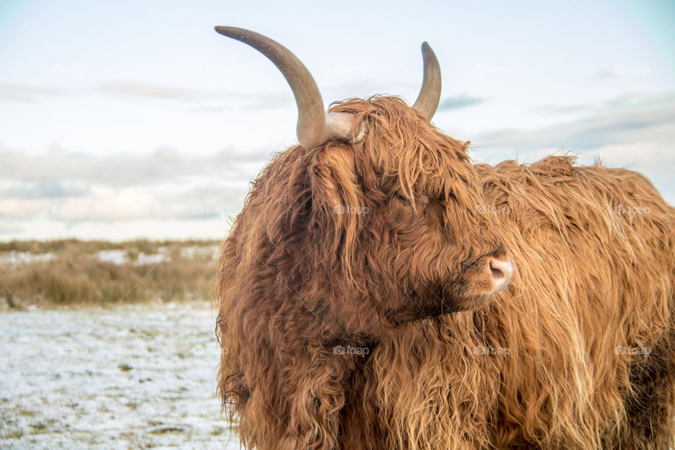 Highland cow 