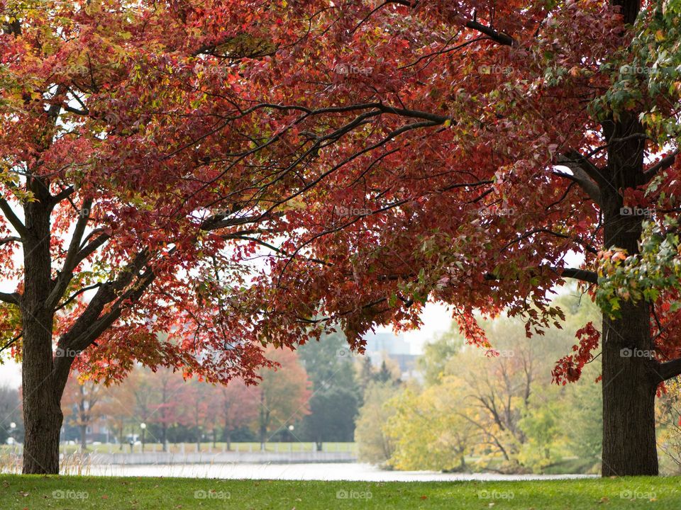 Trees in the fall