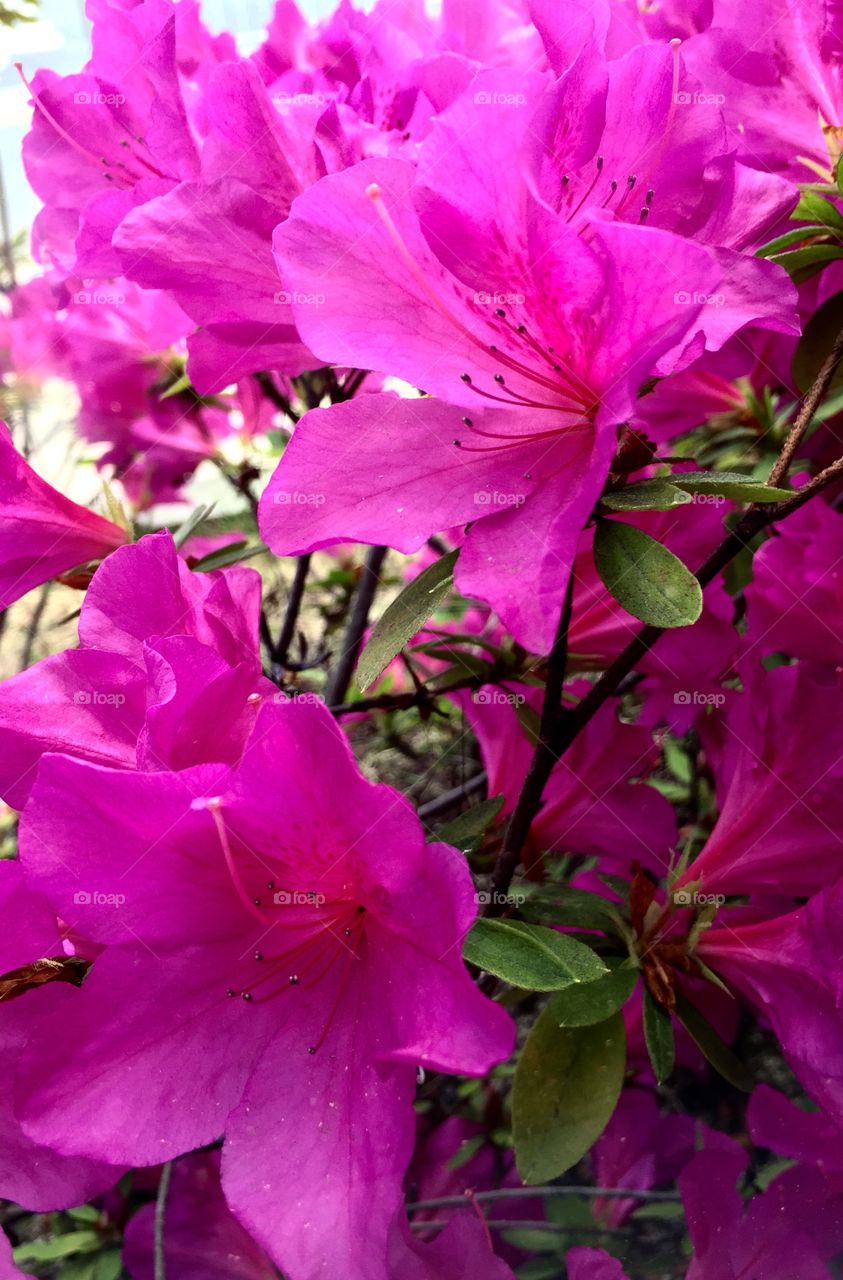 azalea in full bloom