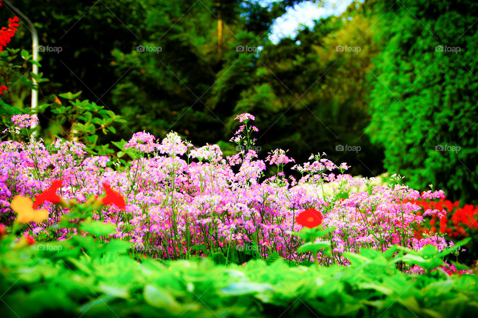 Beautiful flowers are blooming in nature.