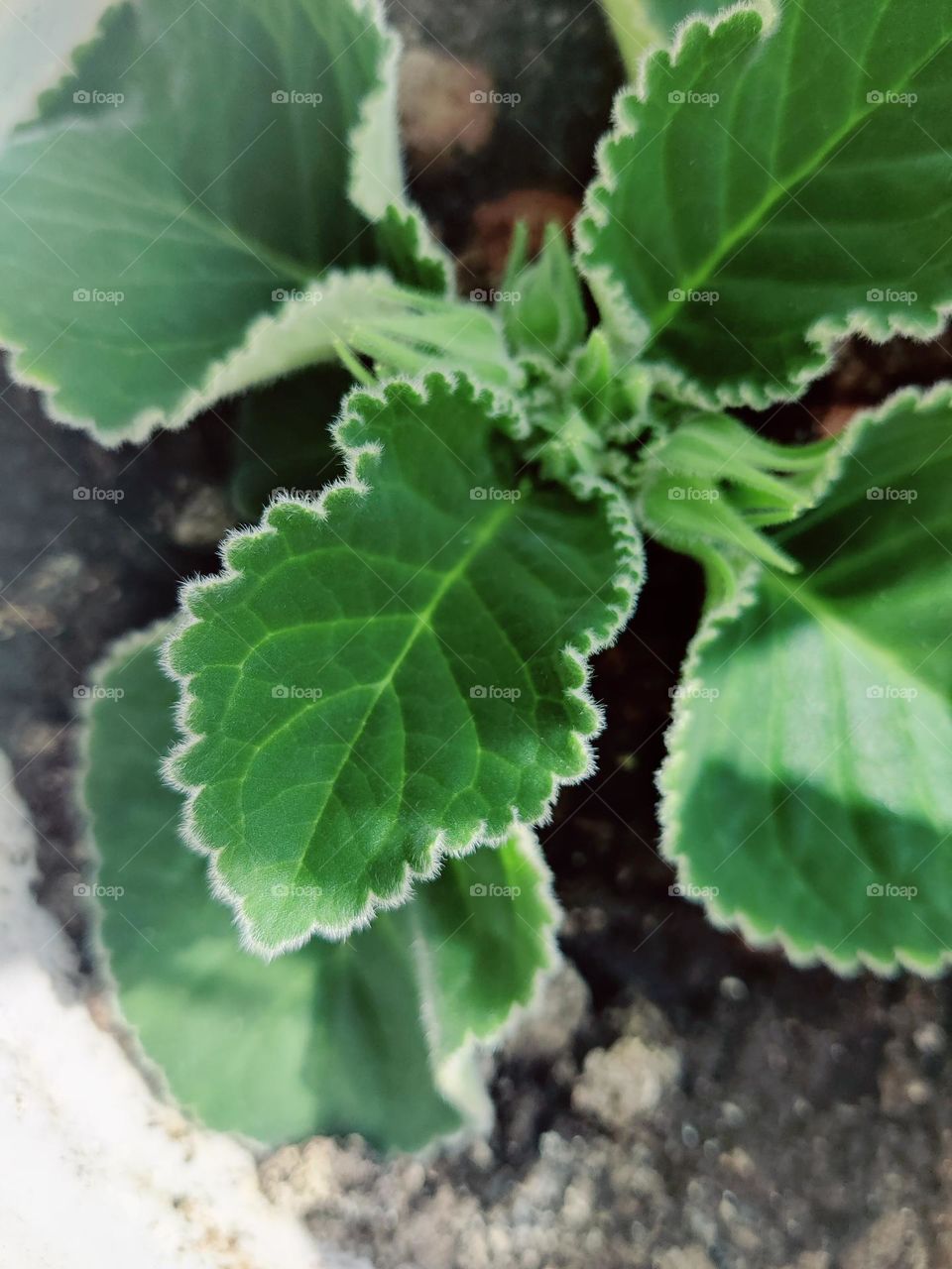 Leaf of a flower planted in the ground