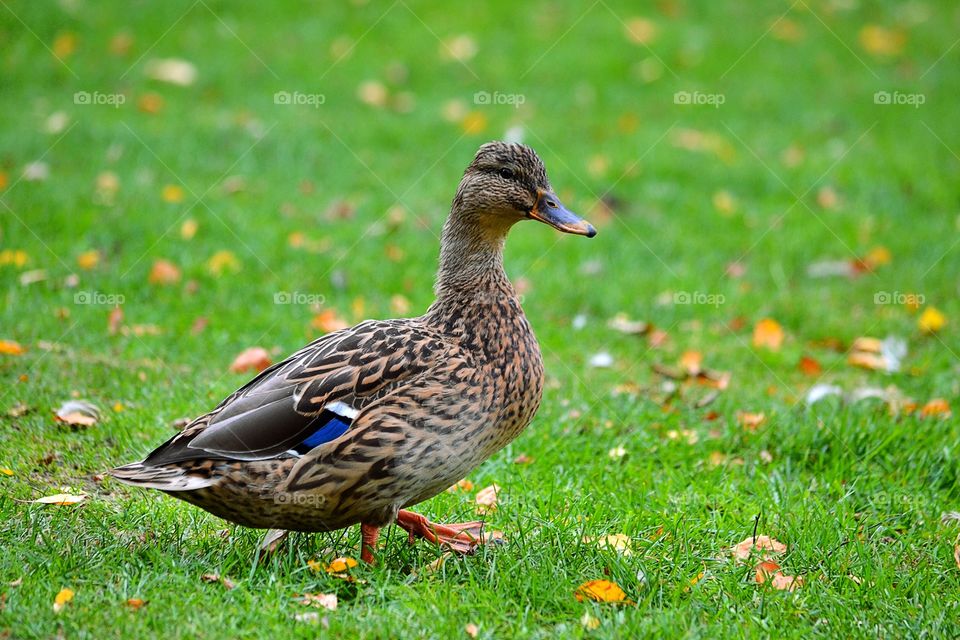 Female mallard