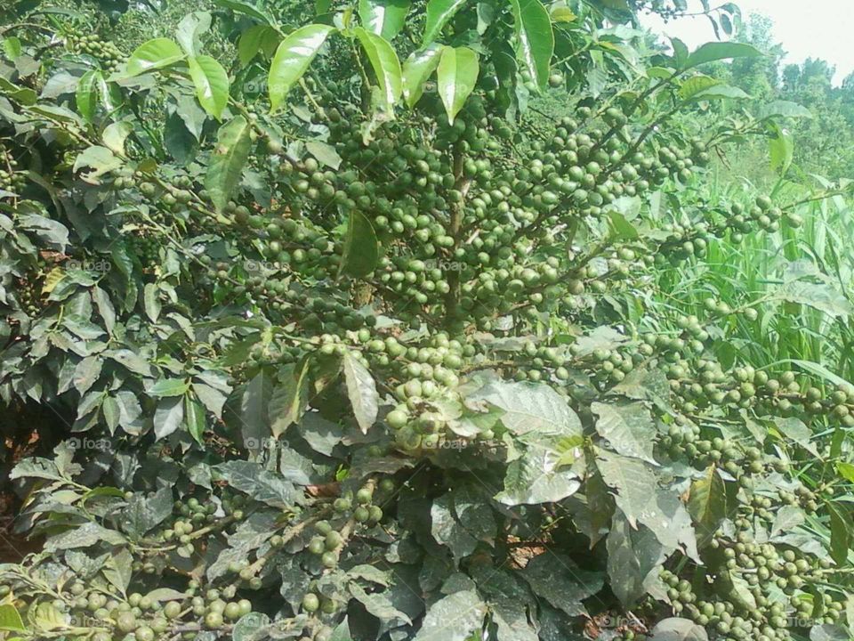 coffee farm
