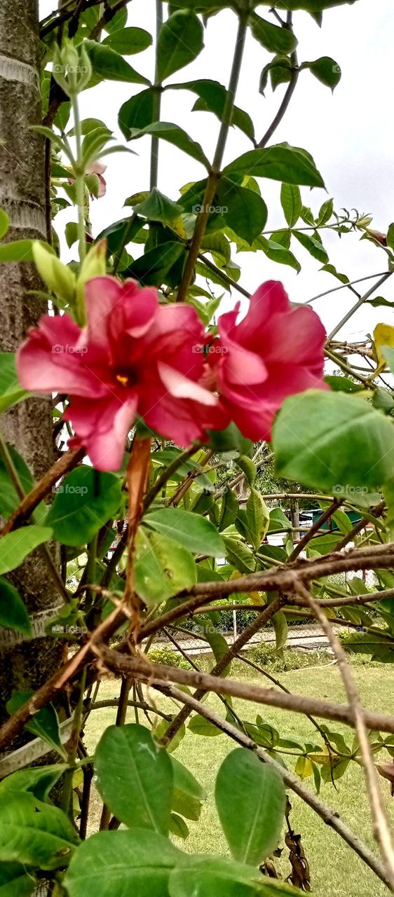 beautiful big red flower nice looking and big leaf