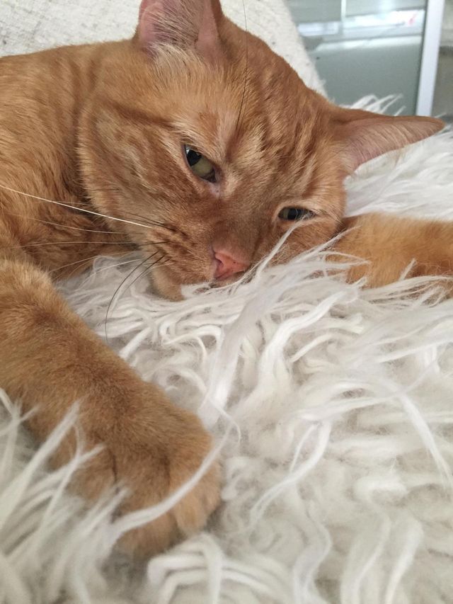 This Rug Feels So Good
