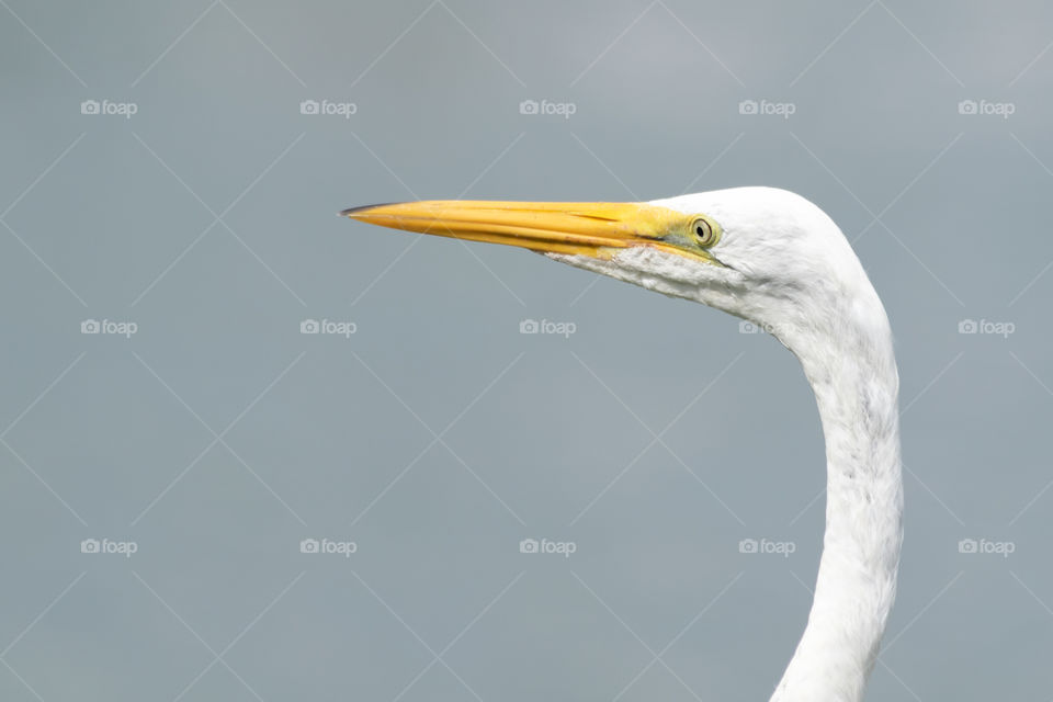 Portrait of white great egret