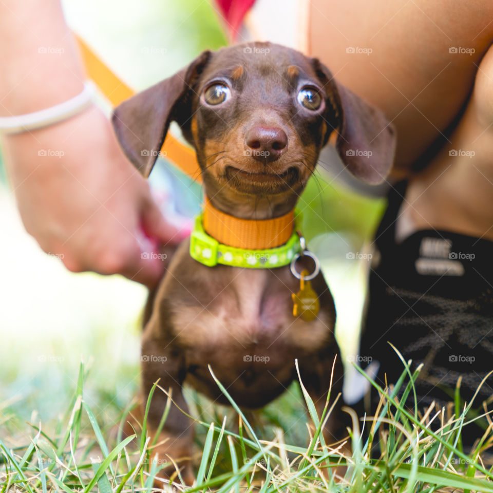 Weiner dog living the life