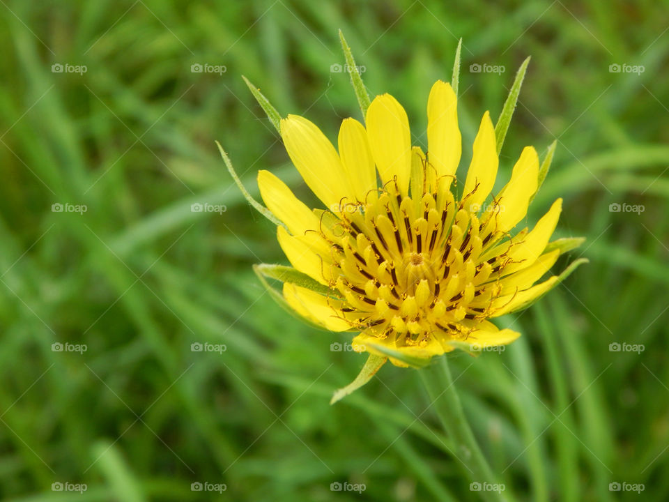 Yellow wildflower . Yellow wildflower 