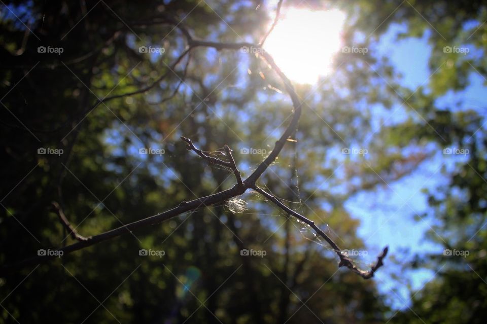Web in Tree 