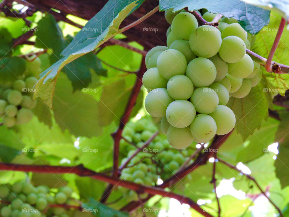 Close up Bunch of fresh green grapes
