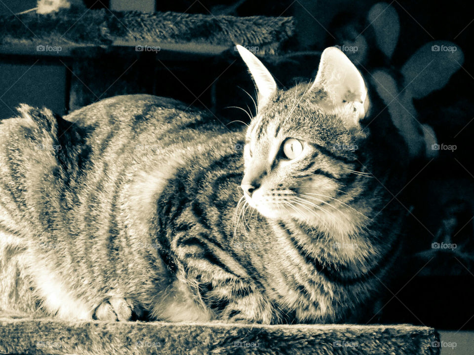 A Bengal looking out the window