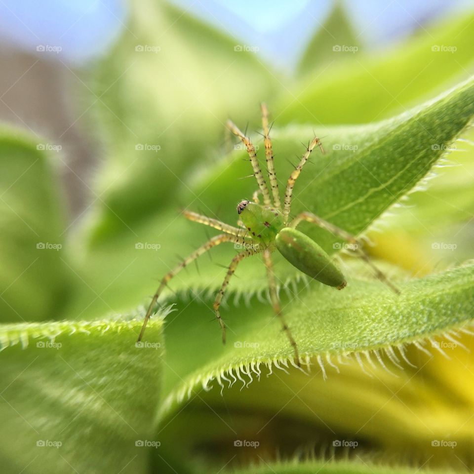 Green Lynx Spider