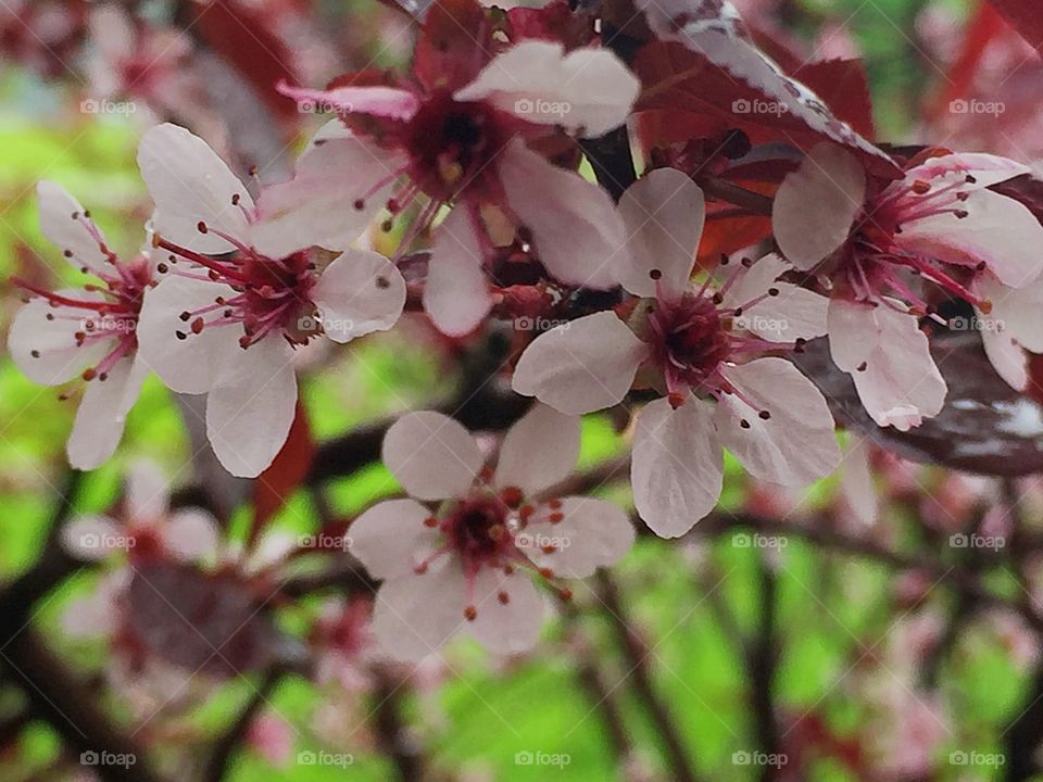 Pink flowers