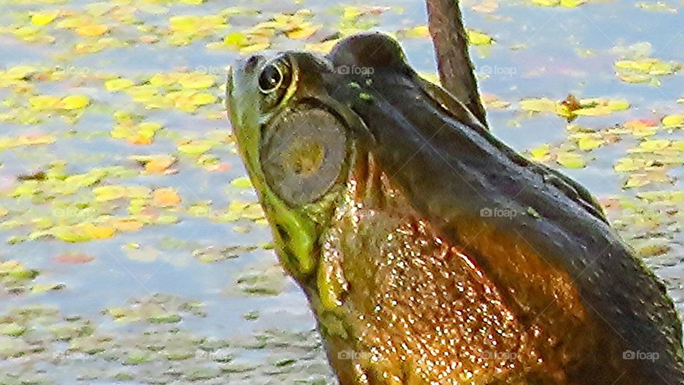 Bullfrog on log