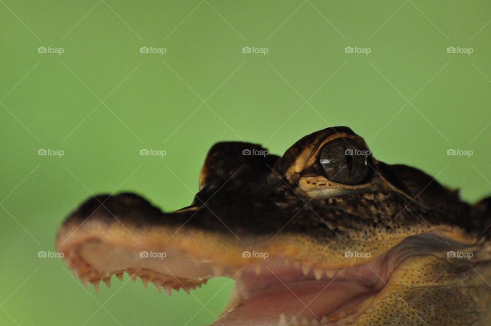 Alligator