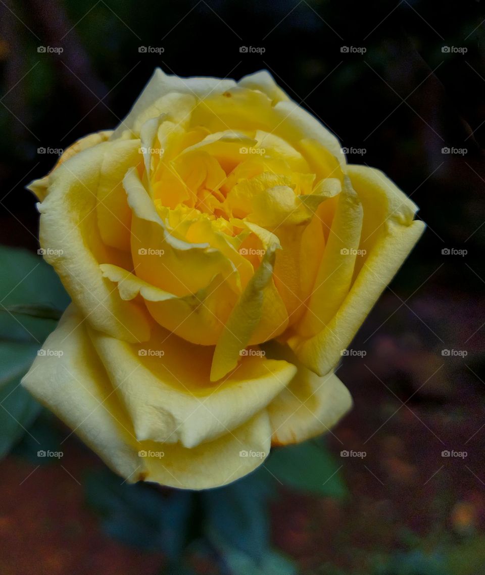yellow rose