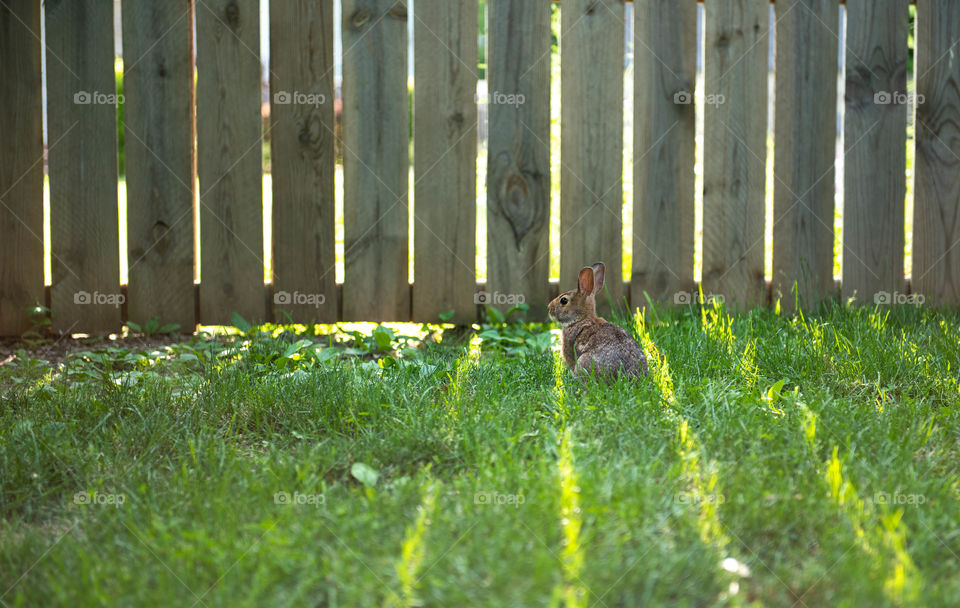 One bunny sitting in the grass in front of a wooden fence during sunset with light shining through the pickets