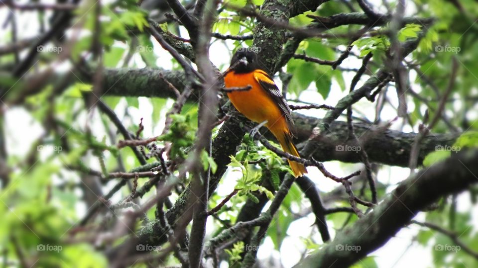Baltimore Oriole high in the tree