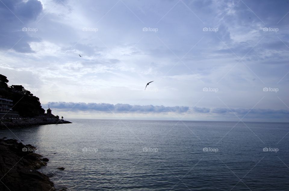 Birds flying over sea