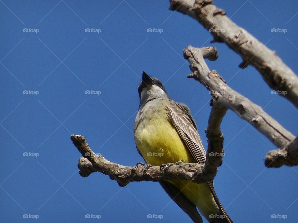 Bird from below 