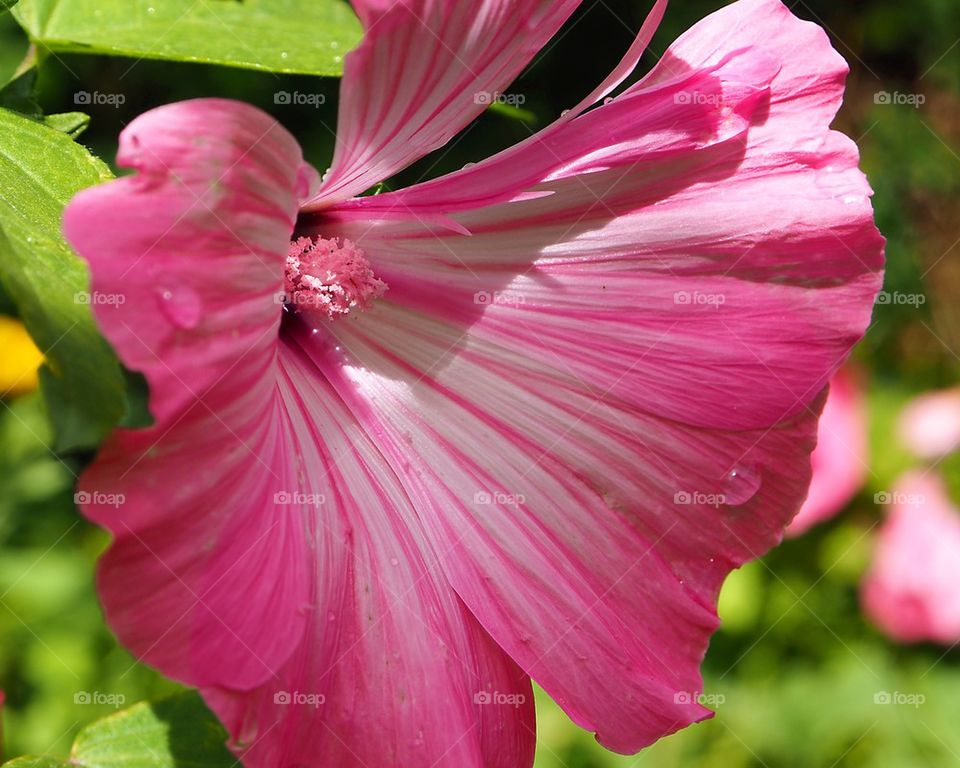 Lavatera Trimestris