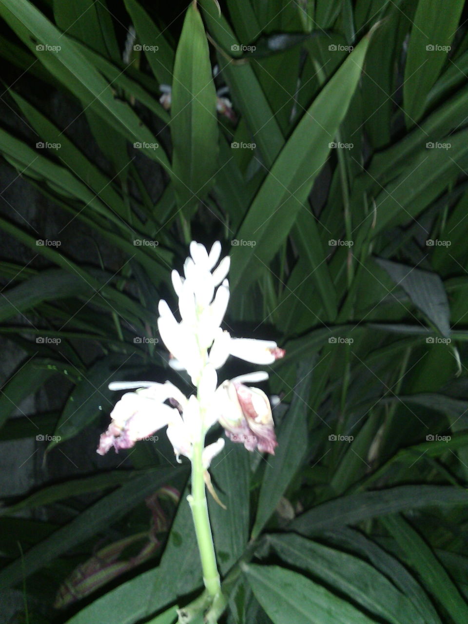 FLOWER, BEAUTY,NATURE,LEAVES