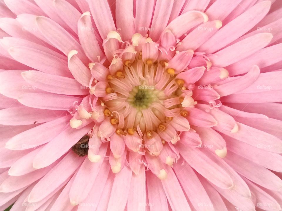 Daisy Flower