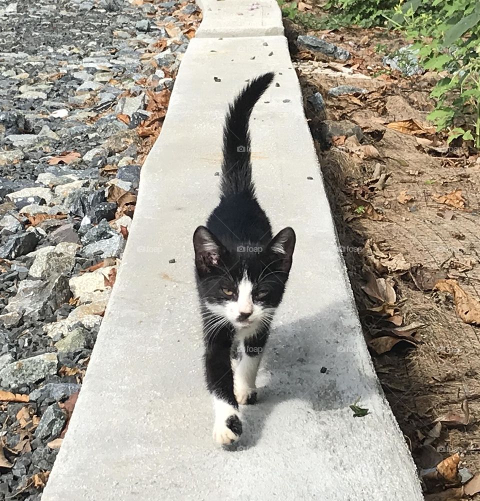 Little lost kitten rescued from nature preserve