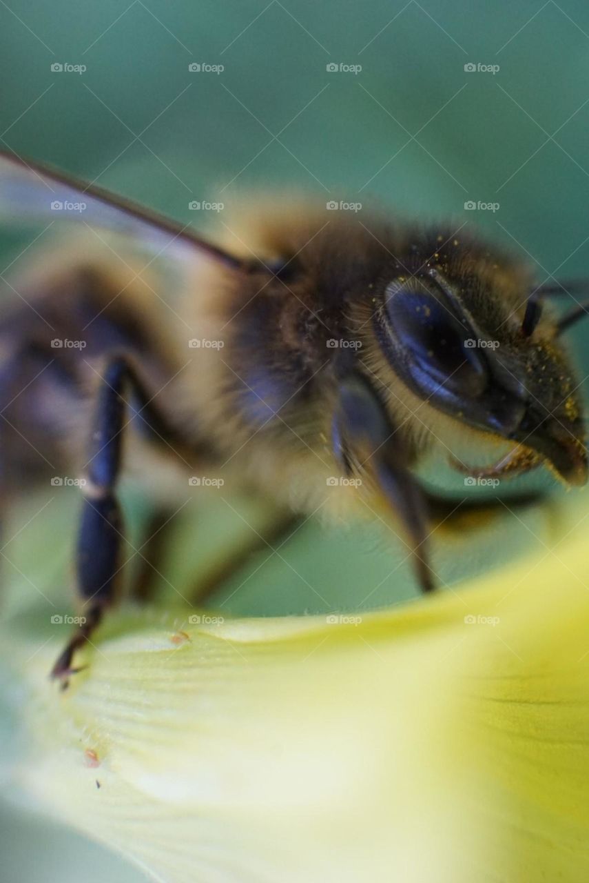 Bee#insect#nature#wings#leave#details