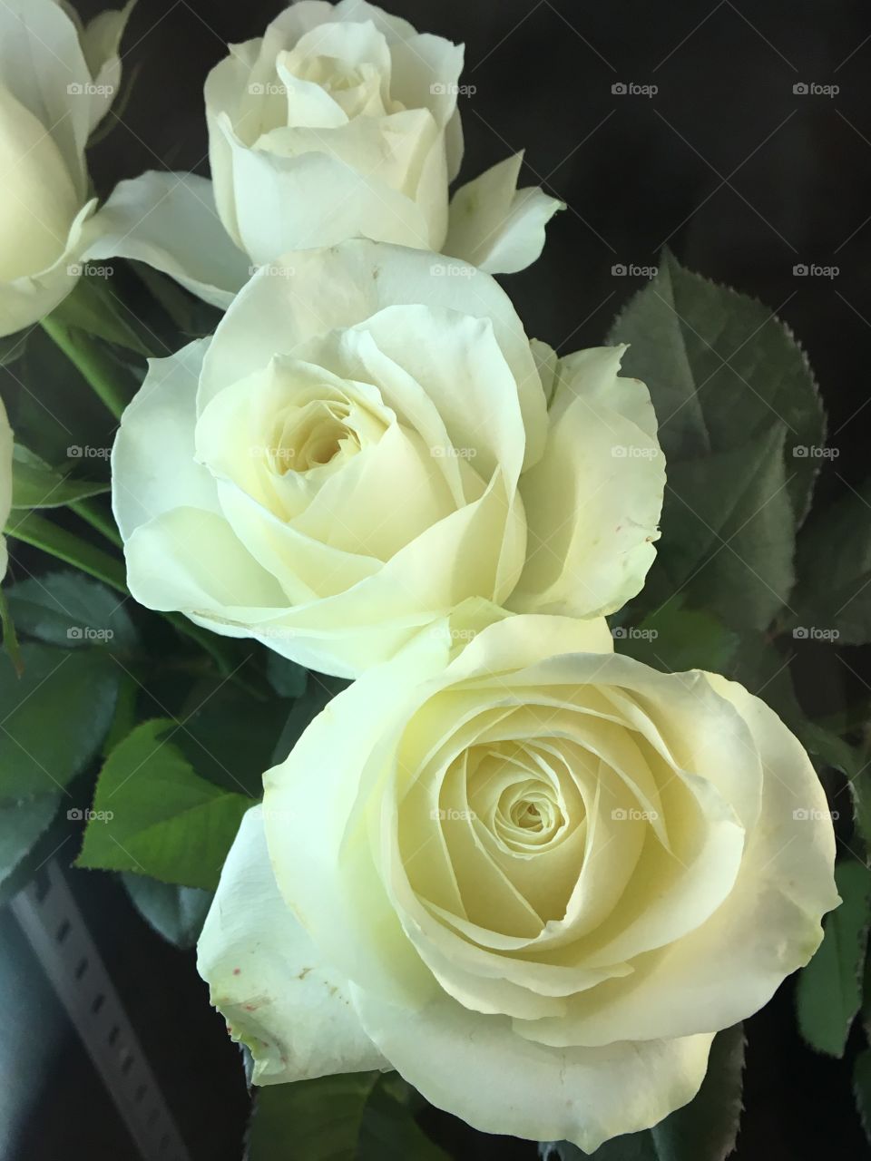 White Roses