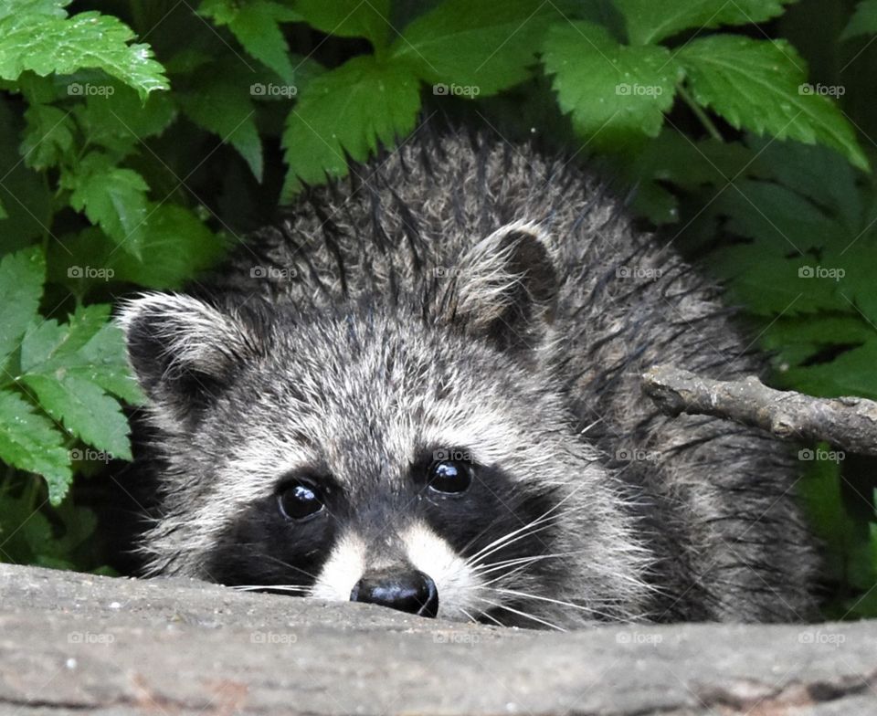 A raccoon peeking out from be a log 