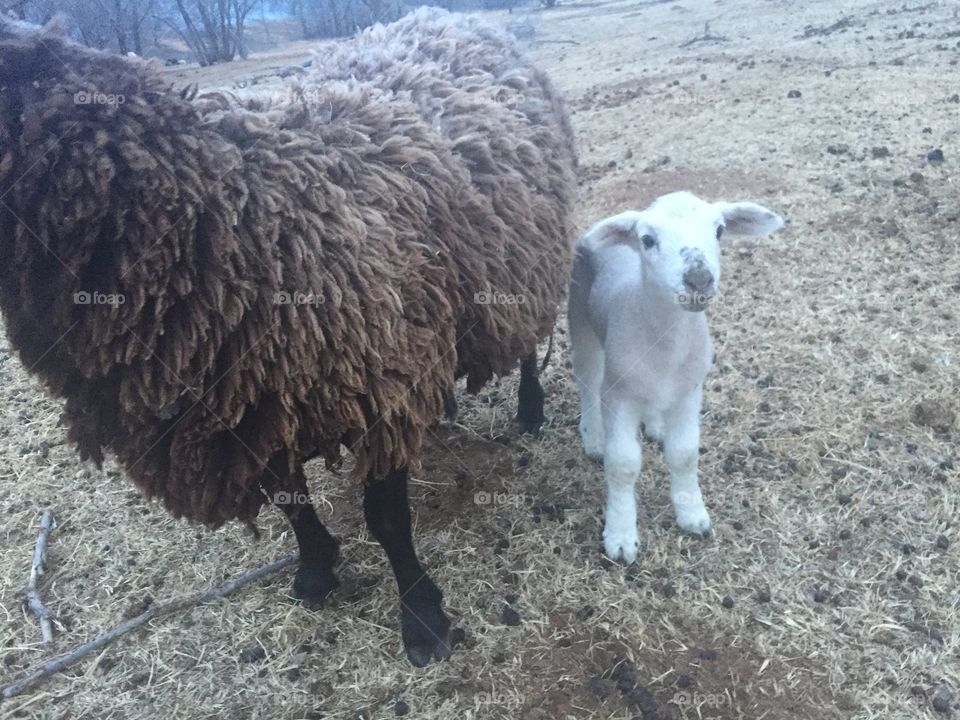 Sheep, Livestock, Merino, Farm, Agriculture