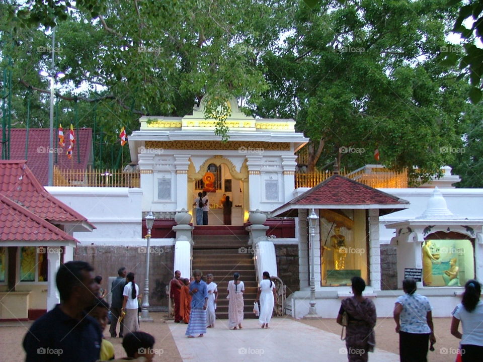 Sri Maha Bodhi