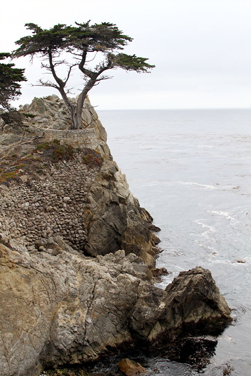 Lone Cypress. 17 Mile Drive. Carmel CA