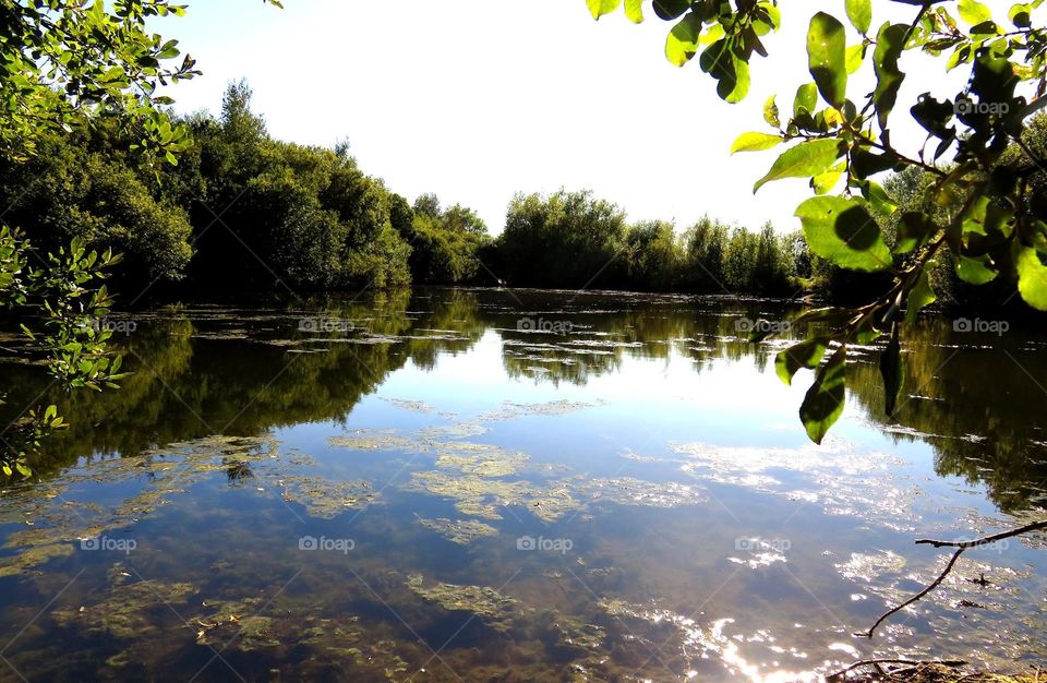 Reflection of trees on lake