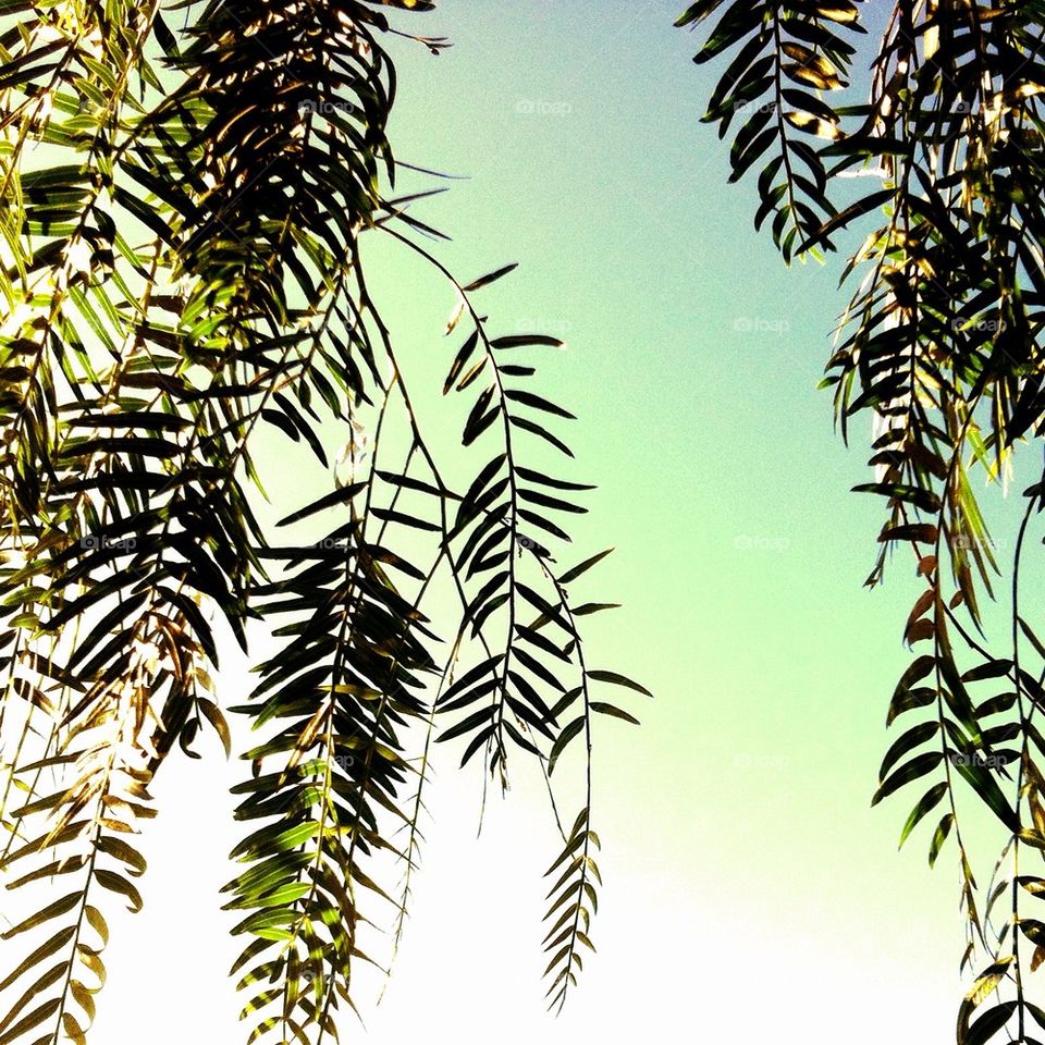 green pattern leaves branches by rebelf