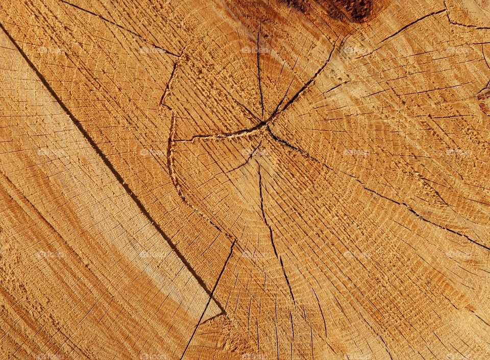 Beautiful texture background of a brown wooden saw cut with annual rings and cracks, flat lay close-up. The concept of backgrounds, textures, wallpapers, wood.
