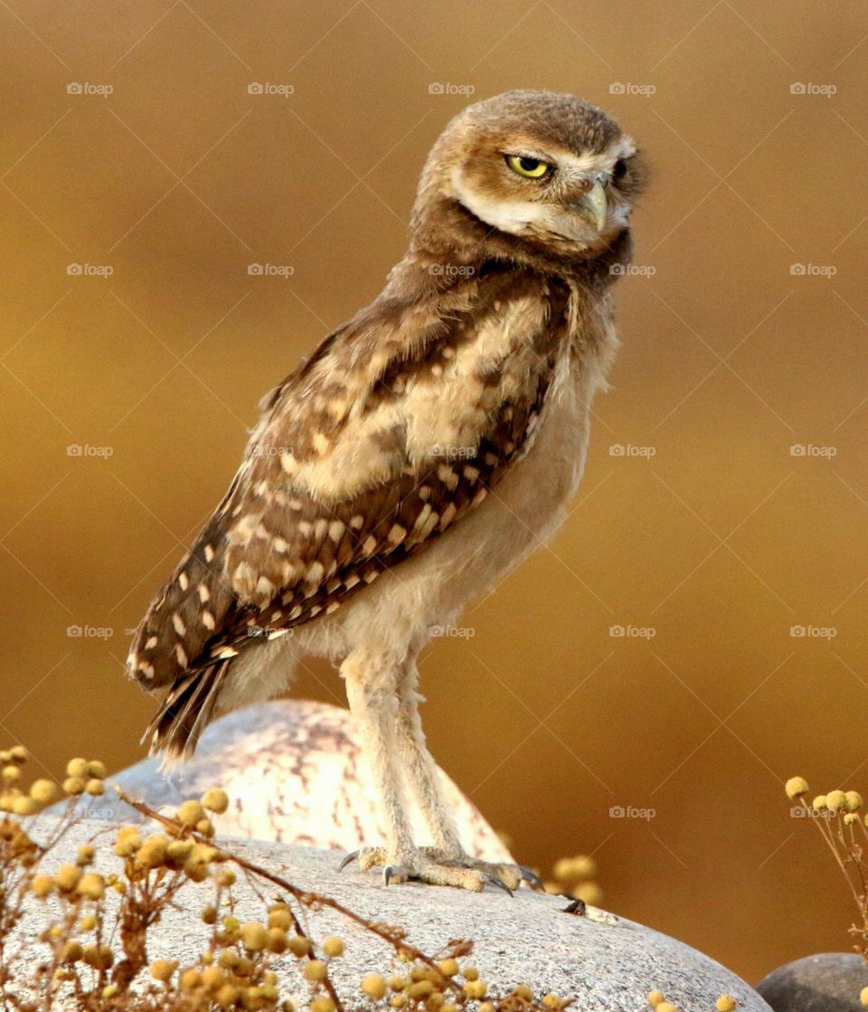 Juvenile Burrowing Owl at Sunrise